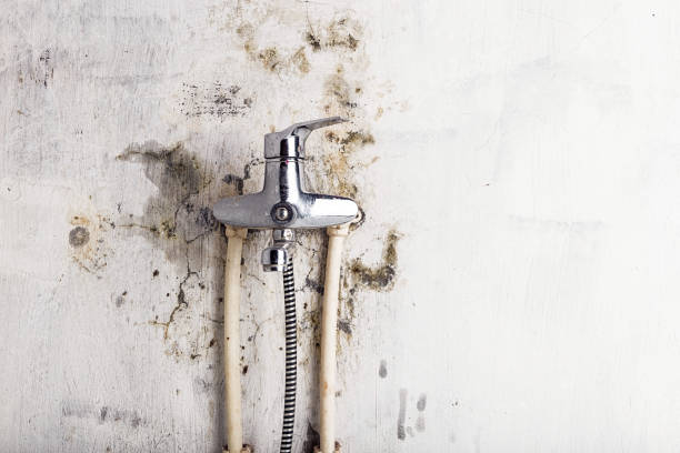 Best Mold Damage Repair  in Ocean Acres, NJ