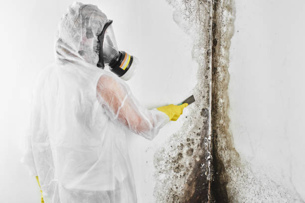 Best Mold Removal Process  in Ocean Acres, NJ