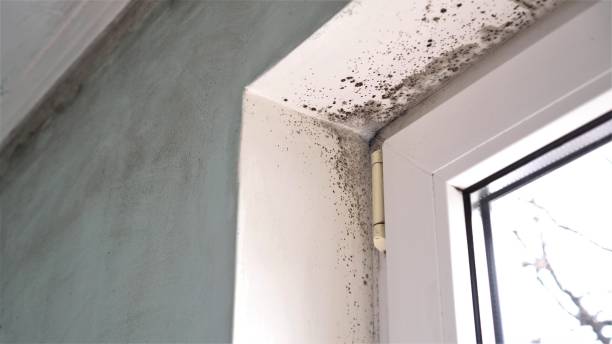 Crawl Space Mold Removal in Ocean Acres, NJ