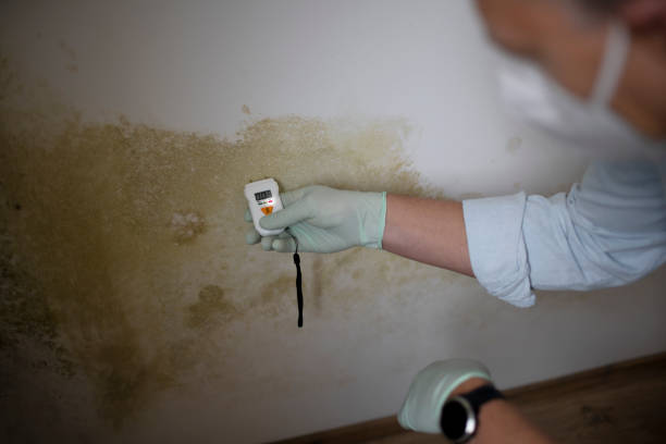 Best Local Mold Removal Service  in Ocean Acres, NJ