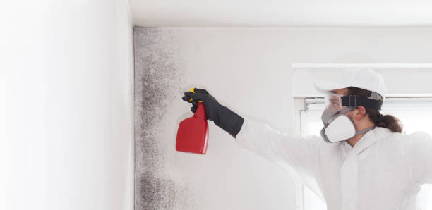 Mold Removal Process in Ocean Acres, NJ