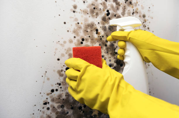 Best Toxic Mold Removal  in Ocean Acres, NJ