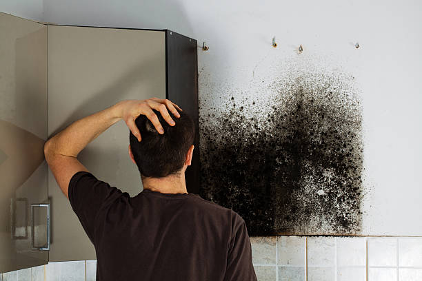 Best Mold Removal Company Near Me  in Ocean Acres, NJ